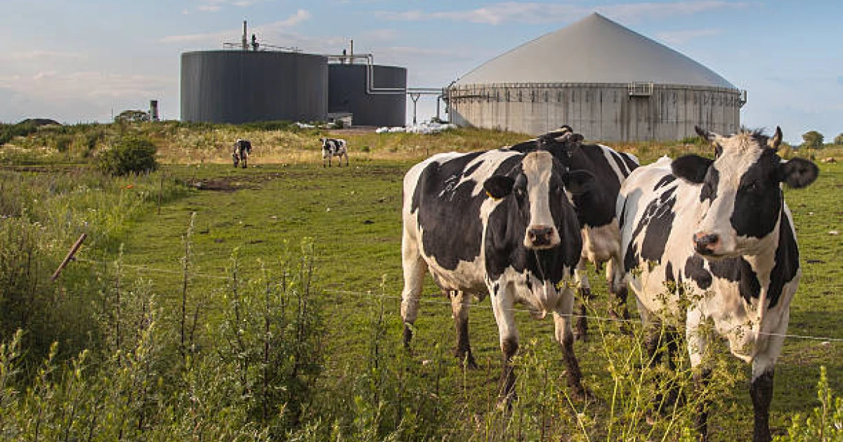 Biogas- Cattle waste management