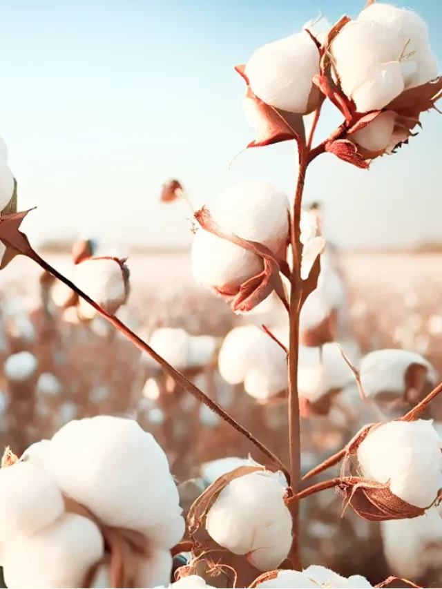 6 Biggest Cotton Producing States In India – 2024