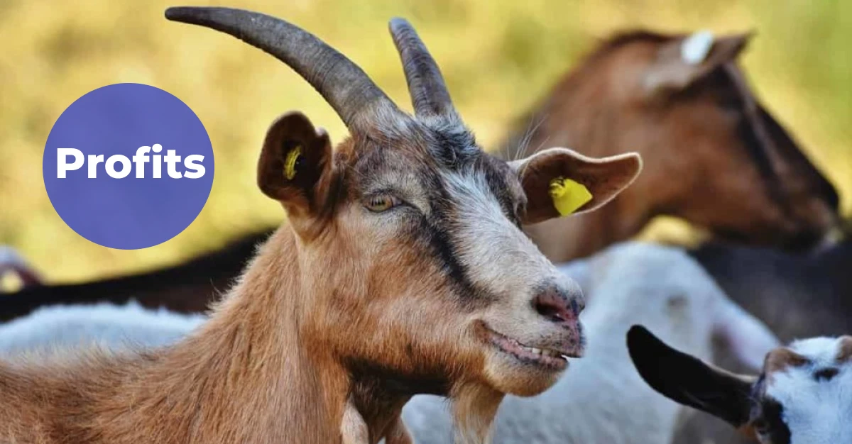 Budget & Profits of Goat Farming