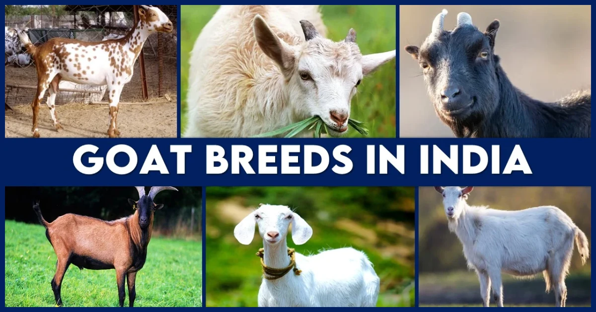 Goat Breeds in India