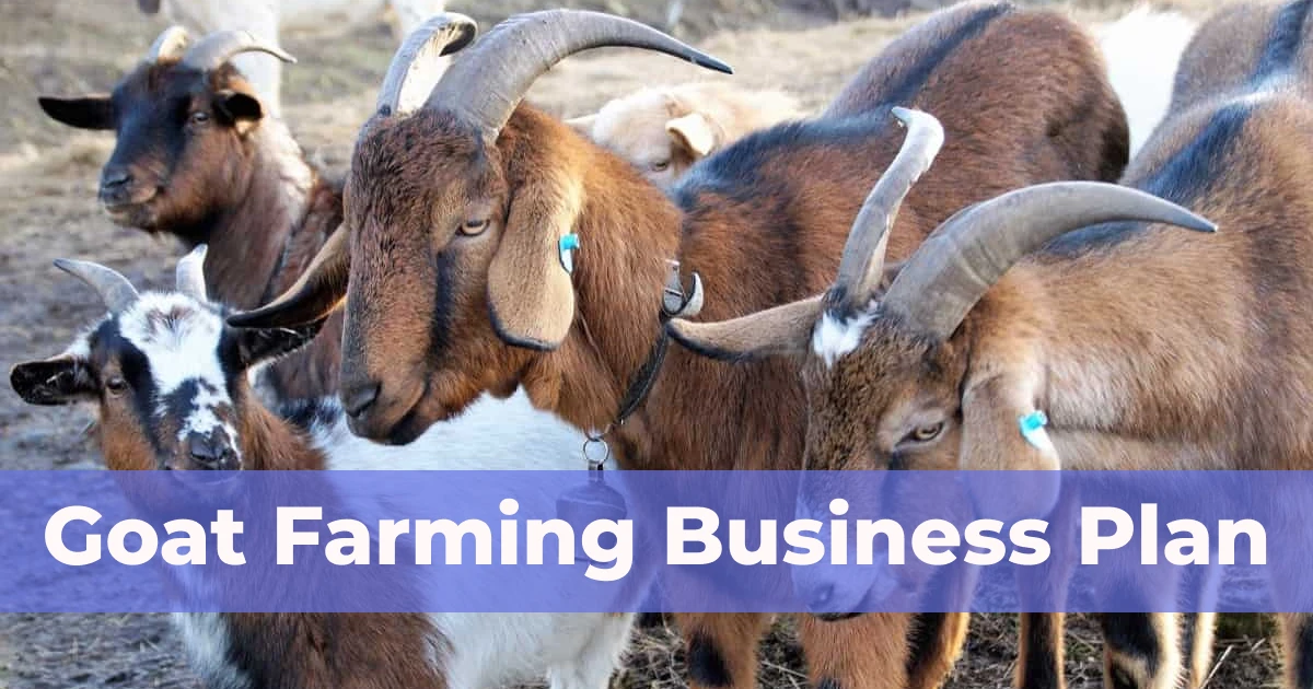 Goat Farming Business Plan