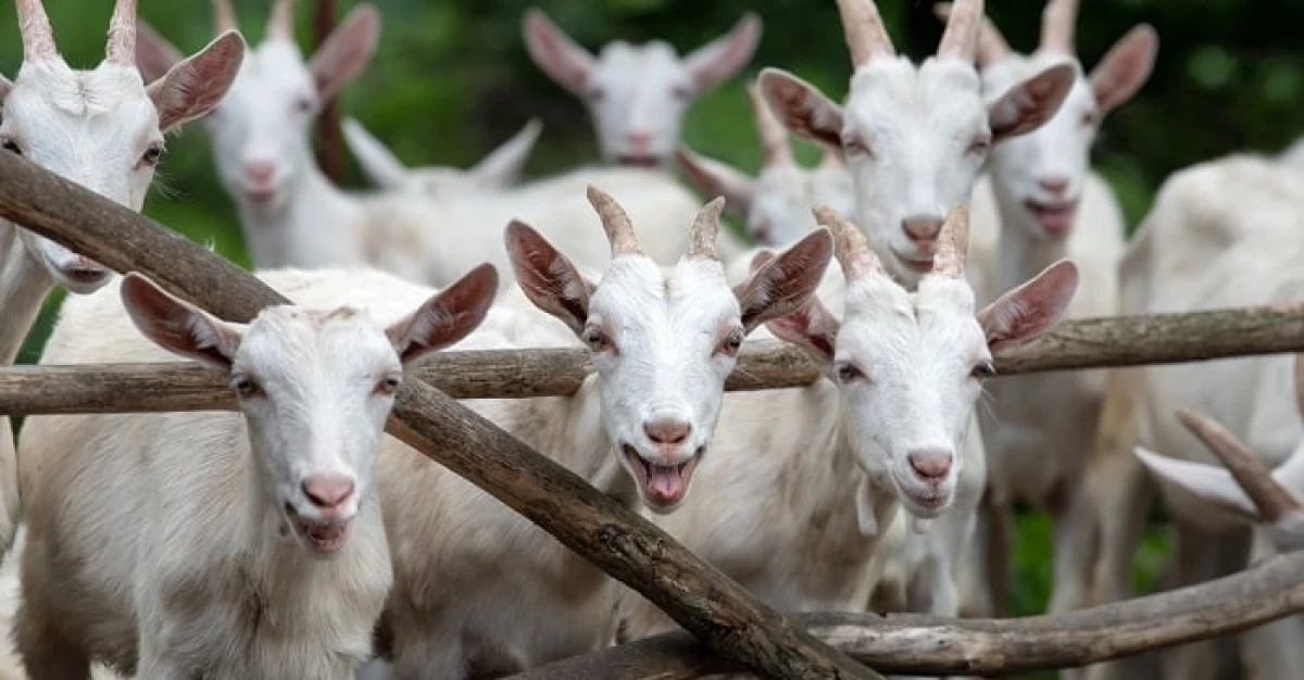 Goat Farming Equipment
